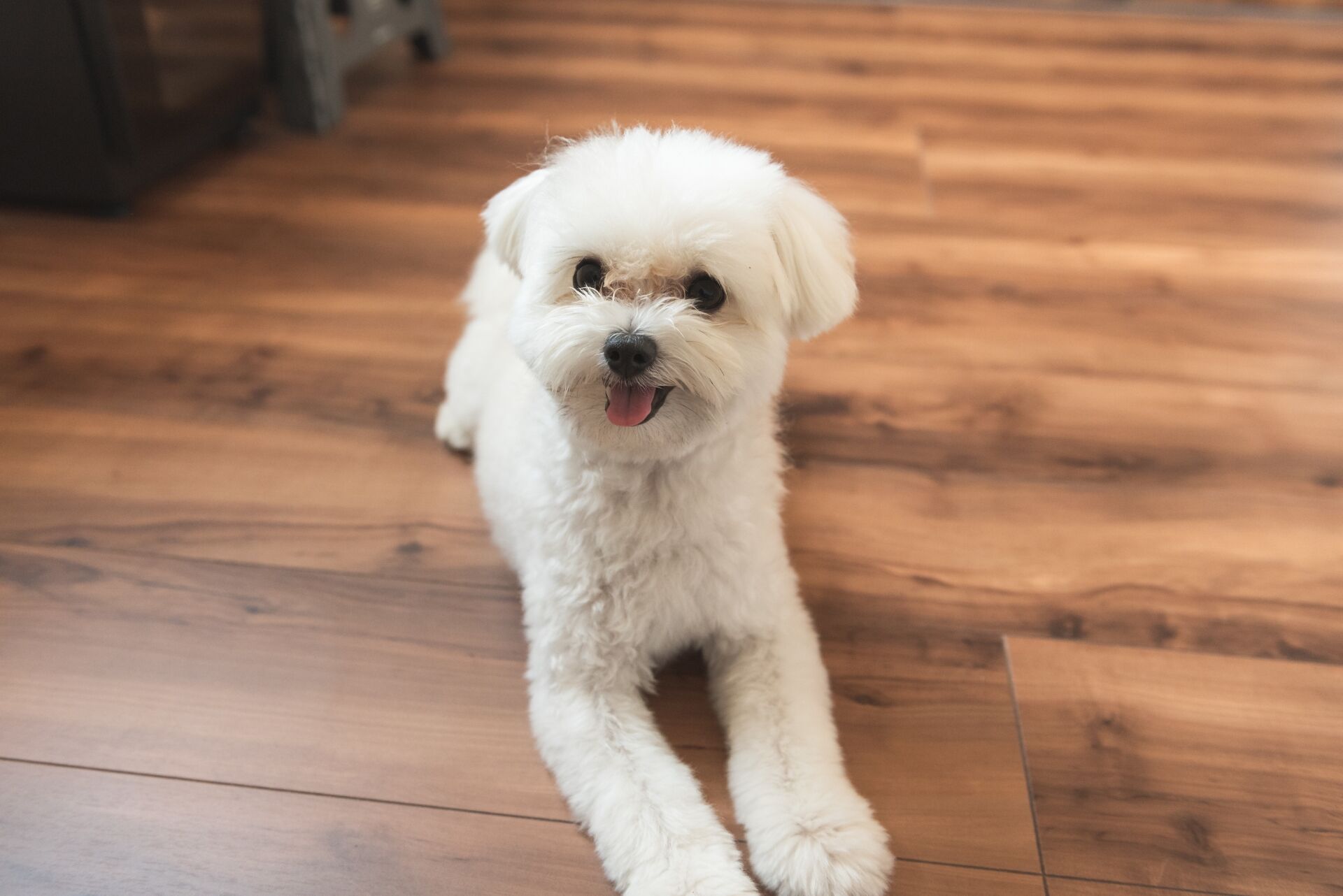 犬とフローリング